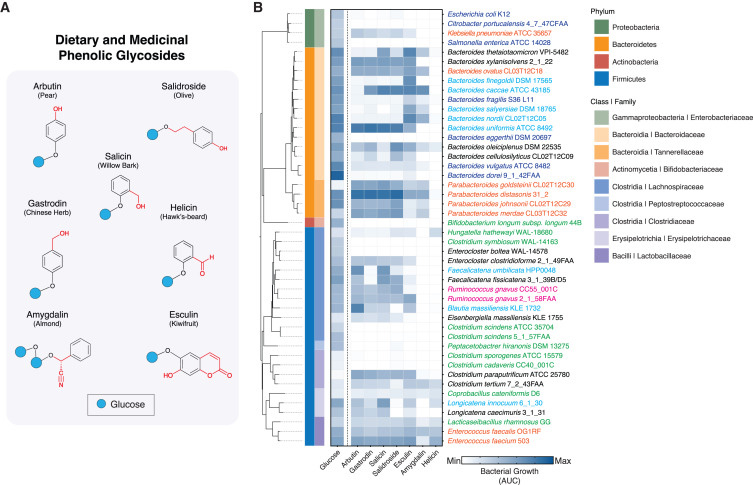 人體腸道微生物對膳食酚苷的利用情況 人體腸道微生物對膳食酚苷的利用情況
