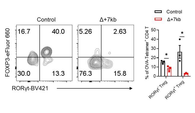 OVA處理的對照組和Δ+7kb小鼠的SILP中內(nèi)源性O(shè)VA特異性pTreg