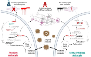 阿爾茨海默病SIRT2酶與記憶修復的希望