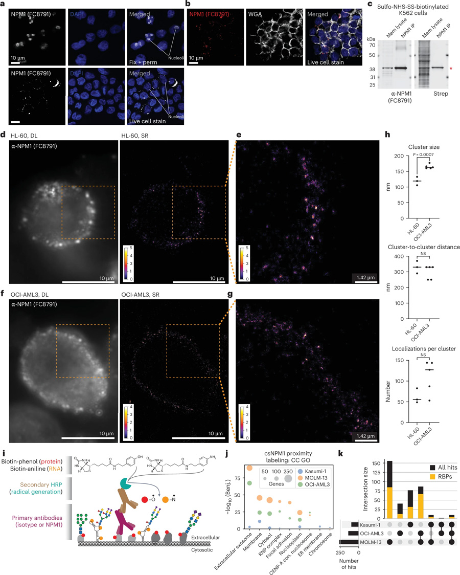 全長(zhǎng)NPM1與其他RNA結(jié)合蛋白在細(xì)胞表面形成納米簇 全長(zhǎng)NPM1與其他RNA結(jié)合蛋白在細(xì)胞表面形成納米簇