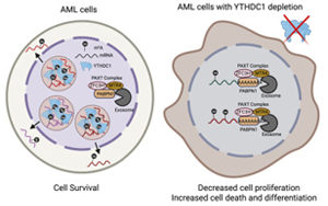 《Cell》mRNA化學(xué)修飾在細(xì)胞應(yīng)激反應(yīng)中起重要作用？