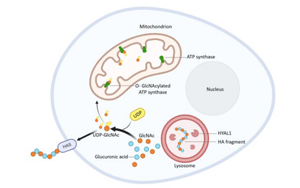 飯后血糖如何控？透明質酸酶 -1的意外角色與糖尿病新希望