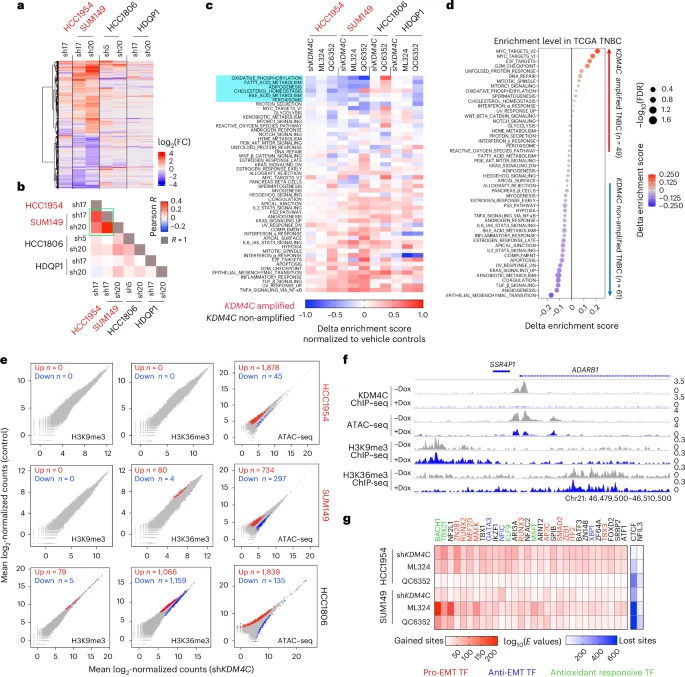  KDM4C抑制所致的轉(zhuǎn)錄組和染色質(zhì)重塑