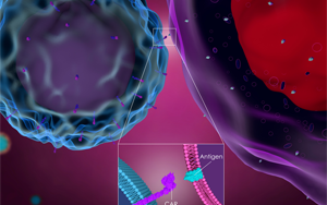 雙靶點(diǎn)CAR-T細(xì)胞療法可減緩膠質(zhì)母細(xì)胞瘤生長(zhǎng)