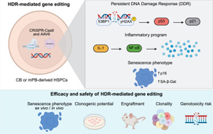 《Cell Reports Medicine》驚！基因編輯會(huì)觸發(fā)造血干細(xì)胞的炎癥、衰老樣反應(yīng)