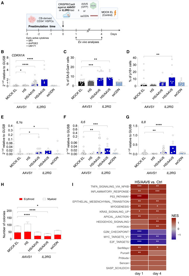  CRISPR-Cas9/AAV6介導(dǎo)的人類造血干細(xì)胞和祖細(xì)胞（HSPCs）基因編輯會觸發(fā)細(xì)胞衰老與炎癥反應(yīng)通路激活