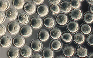 驅(qū)動(dòng)重組蛋白、疫苗與CGT生產(chǎn)的無(wú)血清/低血清培養(yǎng)基