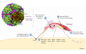 西寶高品質(zhì)抗原抗體，精準(zhǔn)助力基孔肯雅熱檢測(cè)