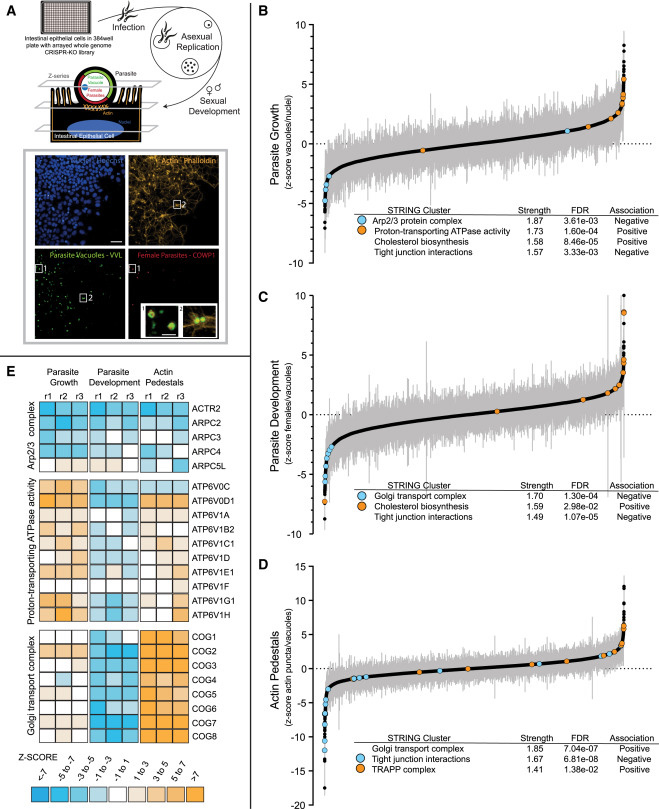 使用基于智能體的模型實(shí)現(xiàn)細(xì)胞知識(shí)數(shù)字化 使用基于智能體的模型實(shí)現(xiàn)細(xì)胞知識(shí)數(shù)字化