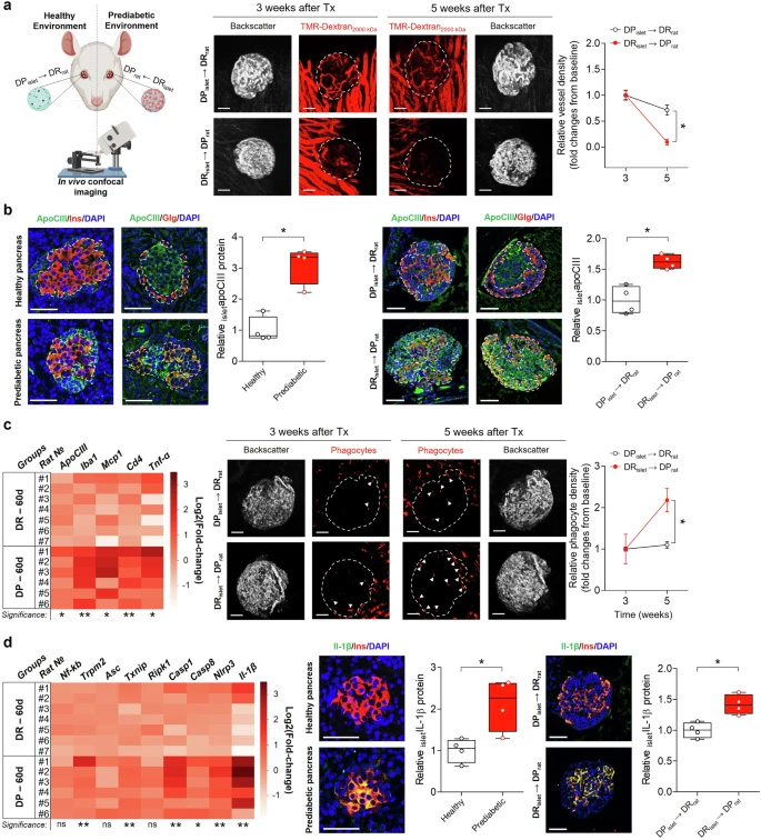 健康胰島移植至糖尿病前期環(huán)境及反向移植的效應(yīng) 健康胰島移植至糖尿病前期環(huán)境及反向移植的效應(yīng)