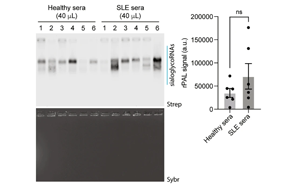 RNA N-糖基化通過免疫逃逸和穩(wěn)態(tài)胞葬作用維持免疫平衡的分子機(jī)制