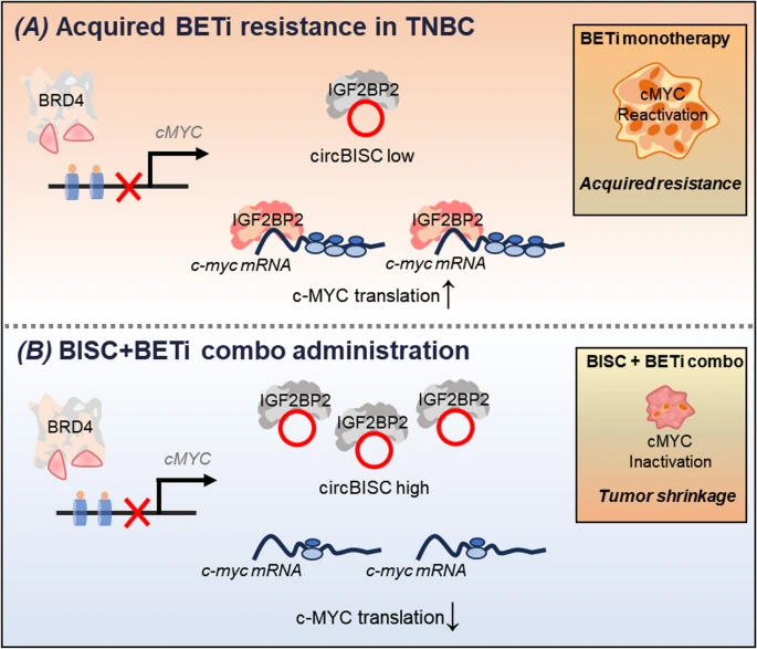 三陰性乳腺癌中獲得性BETi耐藥性的分子機制 三陰性乳腺癌中獲得性BETi耐藥性的分子機制