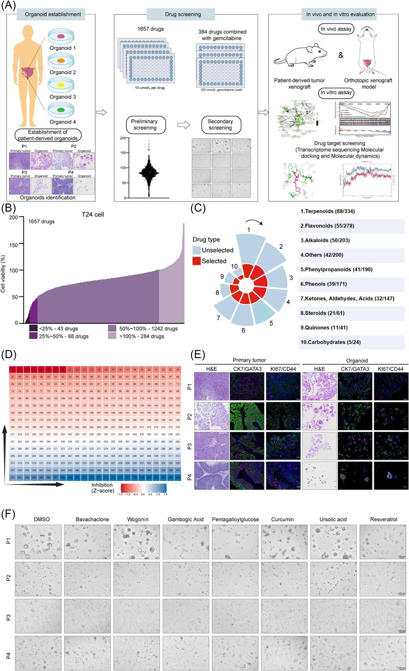 基于膀胱癌細(xì)胞和類器官的藥物篩選
基于膀胱癌細(xì)胞和類器官的藥物篩選