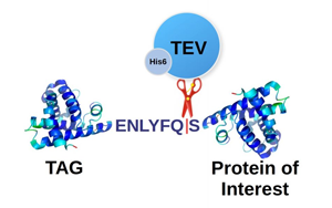 TEV蛋白酶，蛋白標(biāo)簽切除一步到位，生物醫(yī)藥的“黃金剪刀”