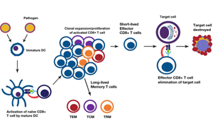 淺析幾種細(xì)胞治療的技術(shù)、工藝與原料