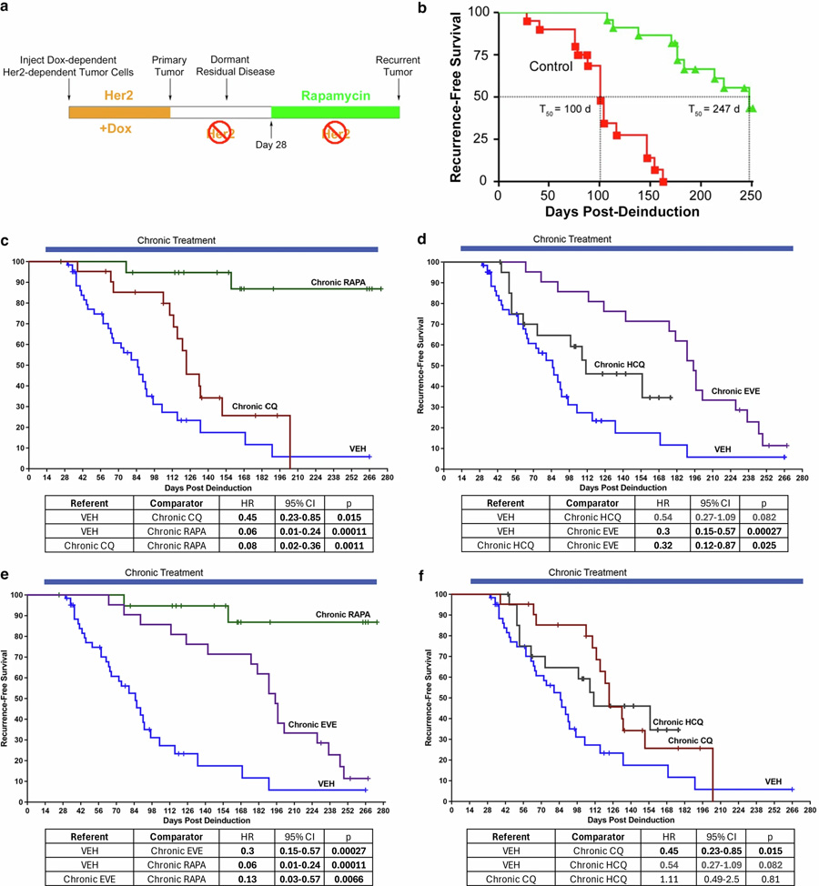 在小鼠CLEVER臨床前研究中，經(jīng)試驗(yàn)藥物長期給藥后的無復(fù)發(fā)生存結(jié)局
