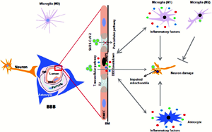 Nature子刊：揭示新冠病毒穿過血腦屏障的分子機(jī)制