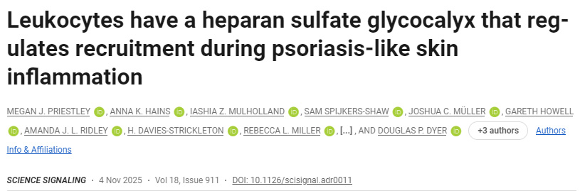 白細(xì)胞表面存在一種硫酸乙酰肝素糖萼，可在銀屑病樣皮膚炎癥中調(diào)控其募集過程