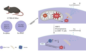 肥胖會(huì)改變脂肪組織中CD8+ T細(xì)胞的鐵代謝機(jī)制，從而加劇代謝性炎癥