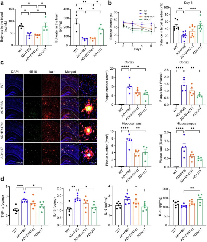 工程化產丁酸酵母（J17）可糾正丁酸缺乏，并改善APP23/PS45小鼠的阿爾茨海默癥相關表型