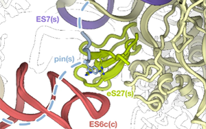 在發(fā)生碰撞的核糖體上激活ZAK蛋白