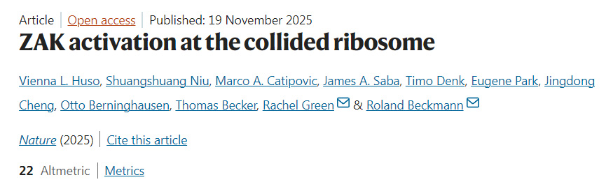 在碰撞核糖體處引發(fā)的ZAK激活 在碰撞核糖體處引發(fā)的ZAK激活