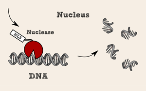 全能核酸酶，生物制品純化中的隱形衛(wèi)士