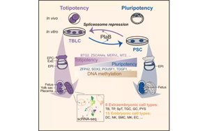 北大科學(xué)家發(fā)Cell頂刊：通過(guò)剪接體抑制劑可使小鼠產(chǎn)生全能干細(xì)胞