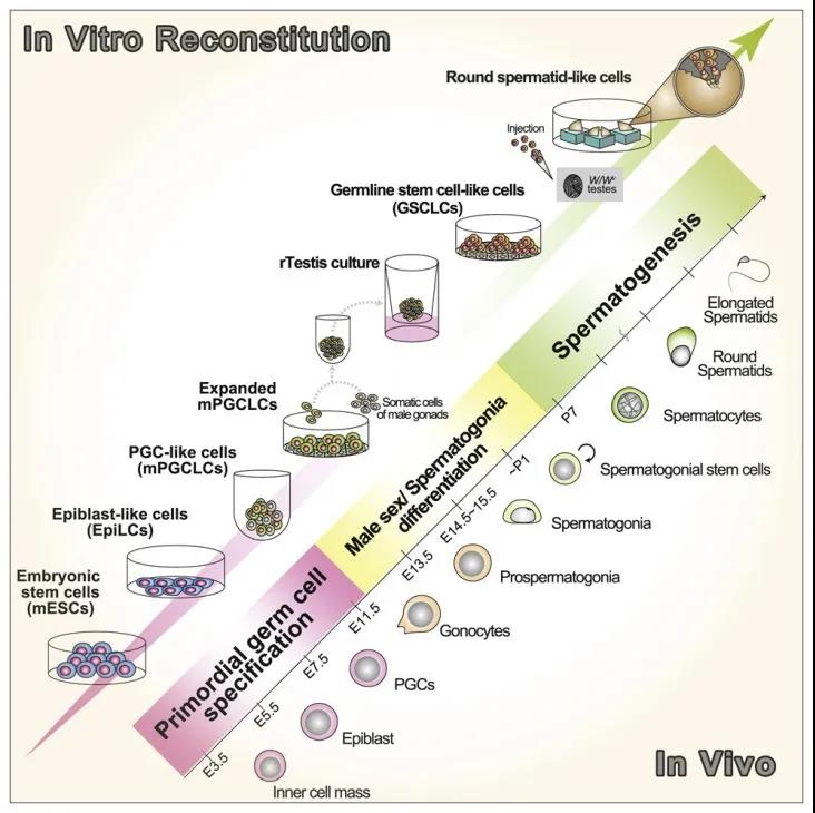 Cell子刊：再創(chuàng)生命奇跡！科學(xué)家利用多能干細(xì)胞成功培育人造精子，可生育健康后代