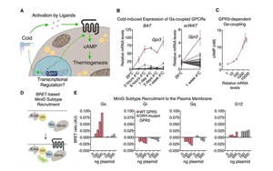 Cell突破：吃貨大軍感動(dòng)哭！科學(xué)家找到一條新的燃脂通路，具有持久生效潛力