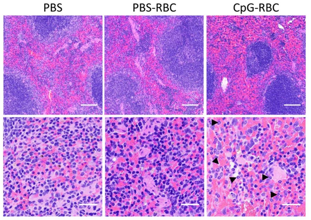 顛覆認(rèn)知！Science子刊揭示紅細胞“新身份”：不僅是氧氣“搬運工”，還是人體免疫“哨兵”