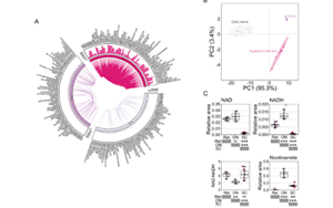 不只是護(hù)膚界“當(dāng)紅炸子雞”！新研究揭示：煙酰胺還可調(diào)節(jié)視網(wǎng)膜功能，有效改善青光眼