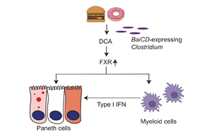Cell子刊：腸道炎癥、感染的原因找到了，都是披薩漢堡惹的禍！