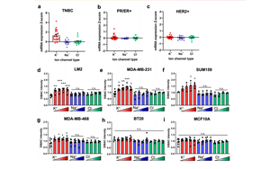 “萬金油”胺碘酮新用 或可有效抵御乳腺癌轉(zhuǎn)移