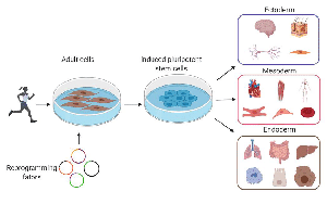 基于DNBelab C4和DNBSEQ測序技術(shù)，中科院、華大研究院等在單細(xì)胞領(lǐng)域重大突破在Nature發(fā)表