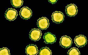 傳播速度快！新變體BA.2.12.1“風靡”北美