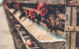 《Viruses》從雞蛋中提取COVID-19抗體