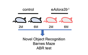 阻止認(rèn)知及聽力衰退，Plo Bio新文給出新思路：血液中的這種蛋白質(zhì)是關(guān)鍵