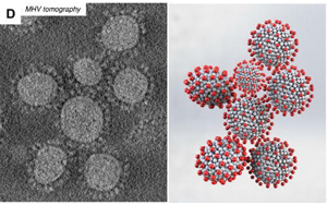 研究發(fā)現(xiàn)，冠狀病毒的形狀會(huì)影響其傳播