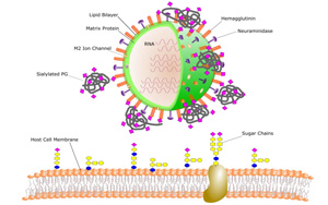 《PNAS》我們?yōu)槭裁纯偪释疤妓?？人體微生物以植物糖為食