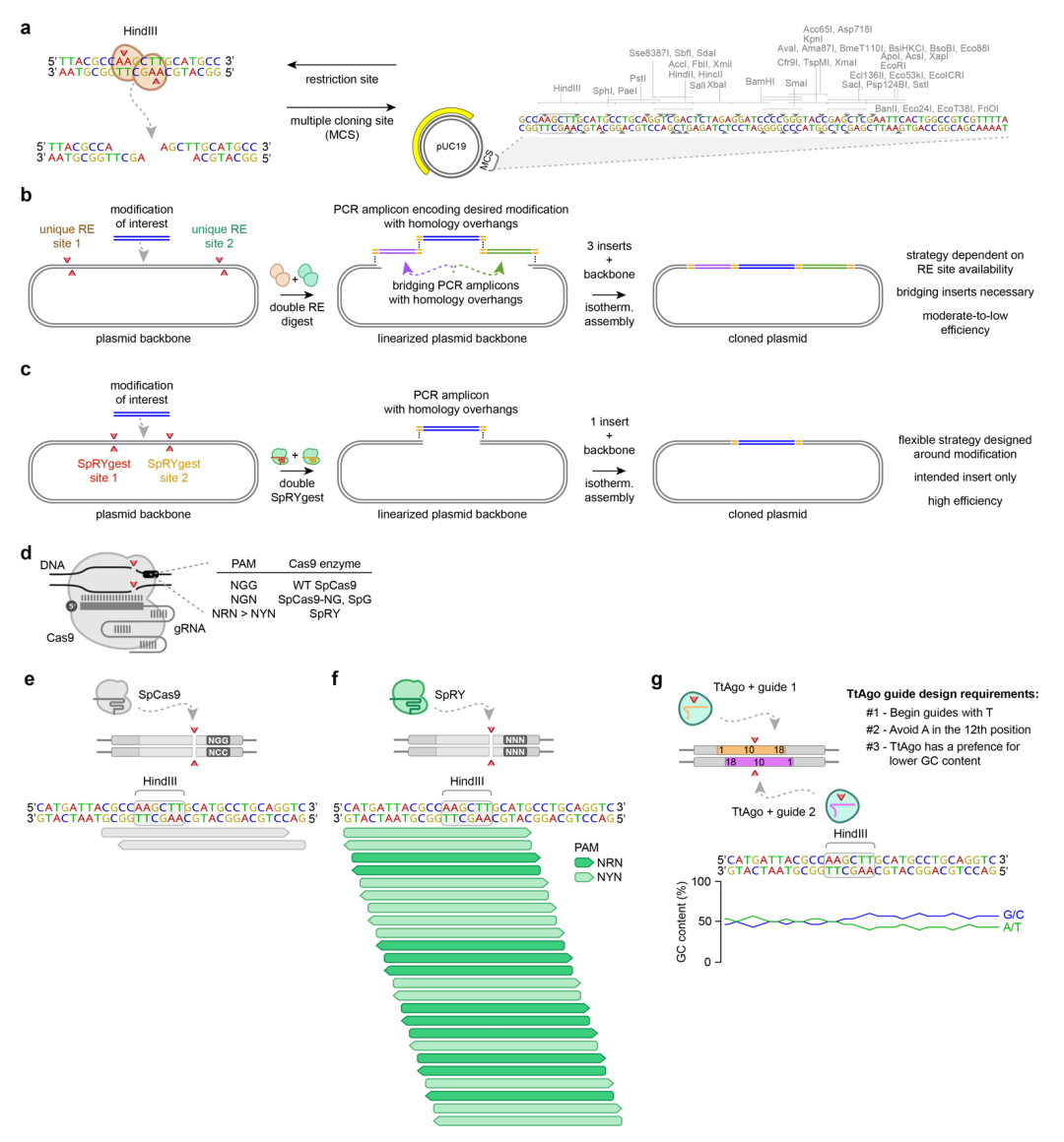 DNA靶向核酸內(nèi)切酶的比較