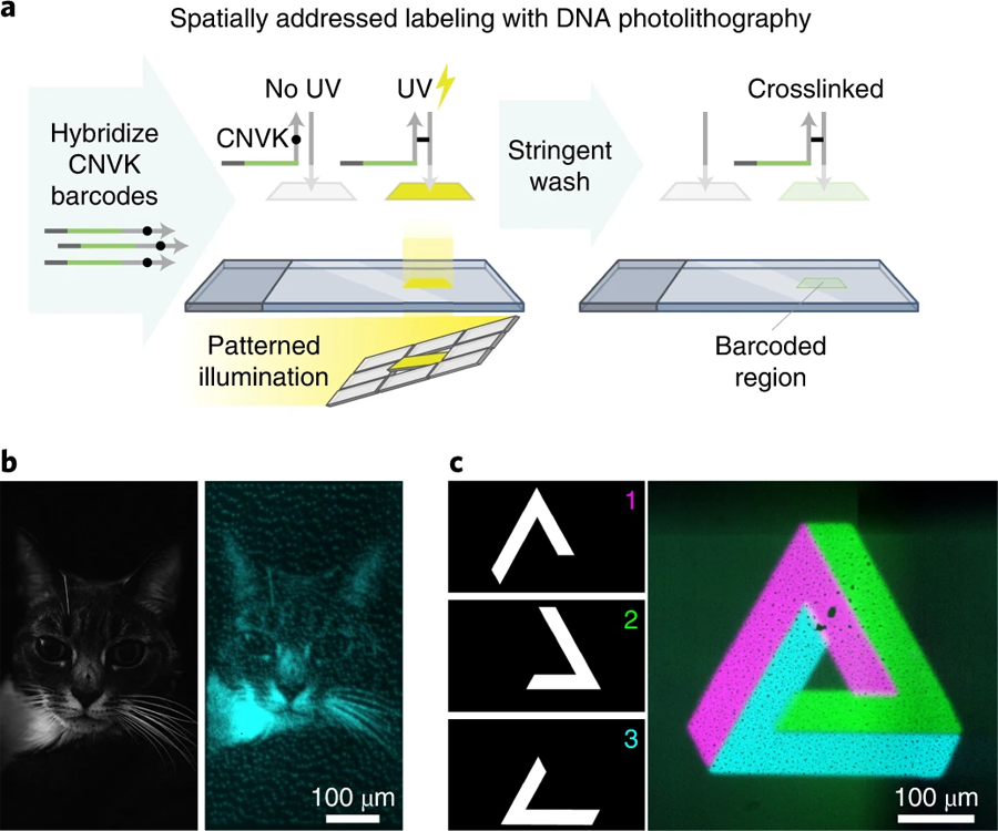 光控DNA光交聯(lián) 光控DNA光交聯(lián)