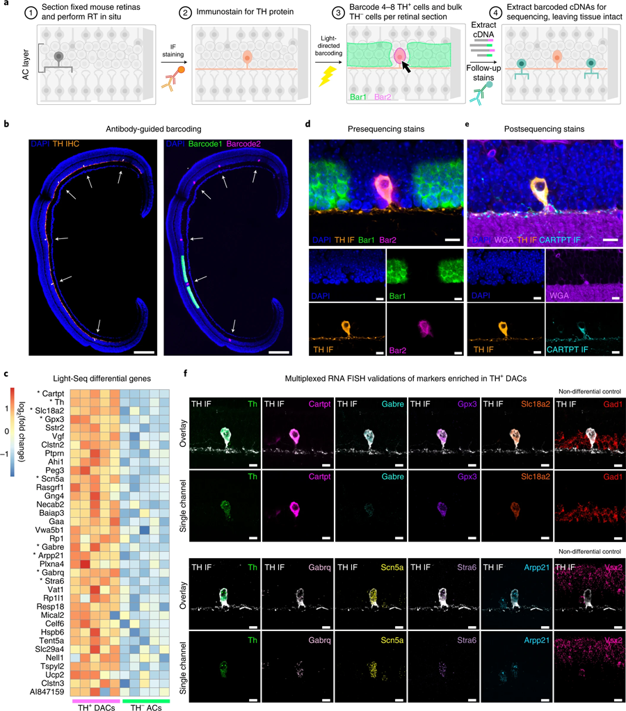 Light Seq用于稀有細(xì)胞轉(zhuǎn)錄組學(xué) Light Seq用于稀有細(xì)胞轉(zhuǎn)錄組學(xué)