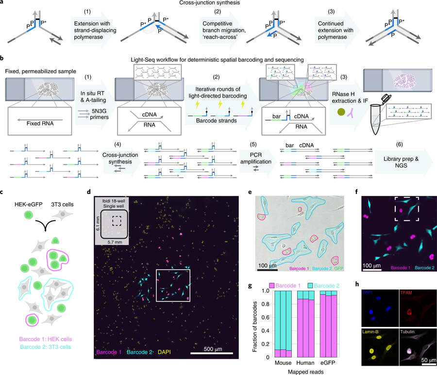 交聯(lián)合成和結(jié)合細(xì)胞混合物驗(yàn)證的全原位協(xié)議 交聯(lián)合成和結(jié)合細(xì)胞混合物驗(yàn)證的全原位協(xié)議