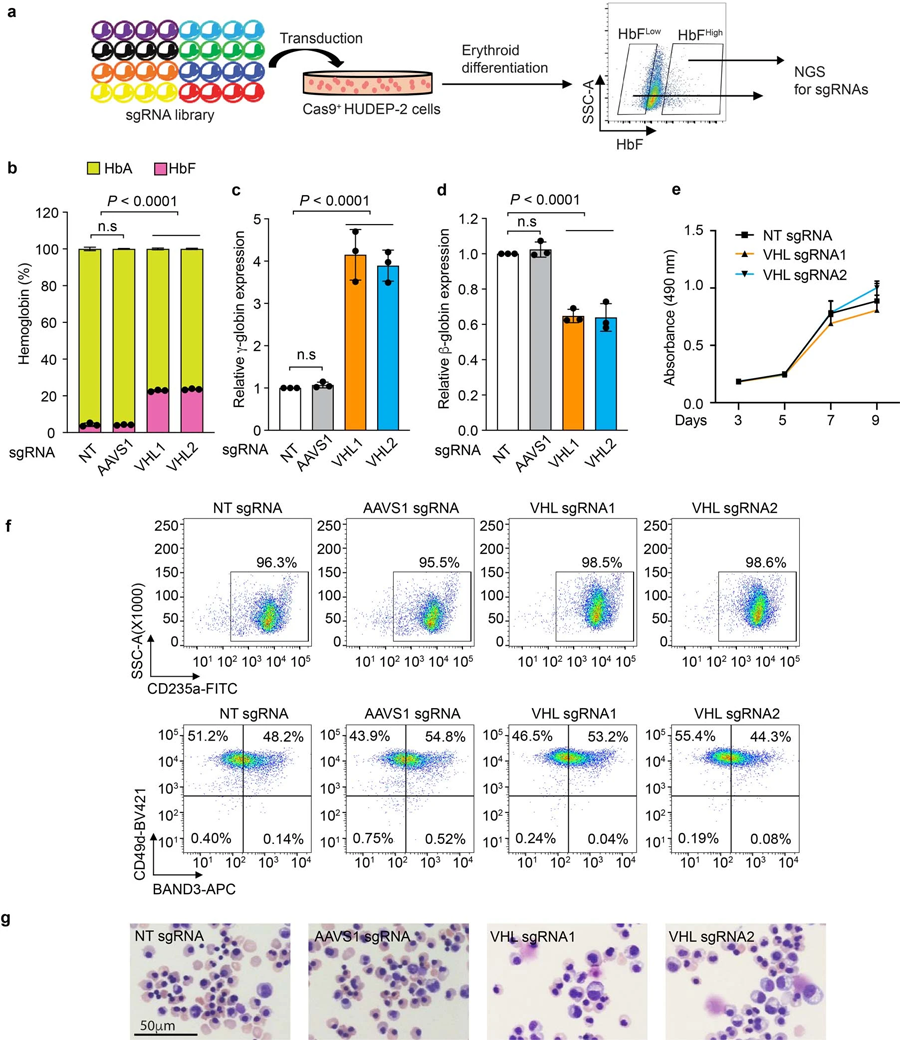 VHL基因干擾誘導(dǎo)胎兒血紅蛋白