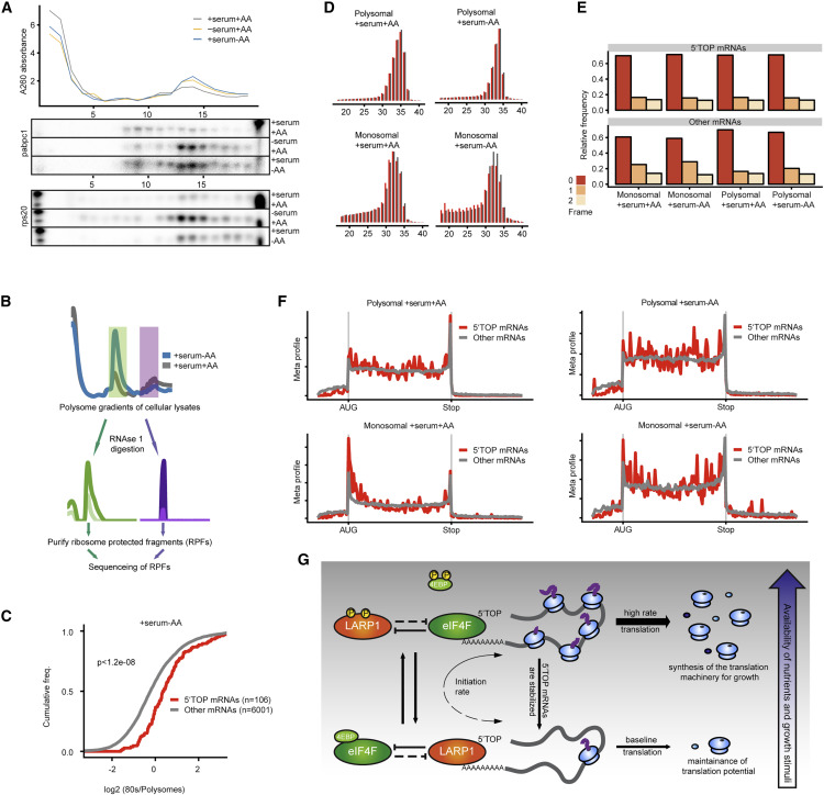 饑餓時5'TOP mRNA轉(zhuǎn)化為單體
