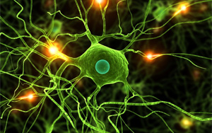 Nature Genetics：關(guān)于小膠質(zhì)細(xì)胞的新發(fā)現(xiàn)