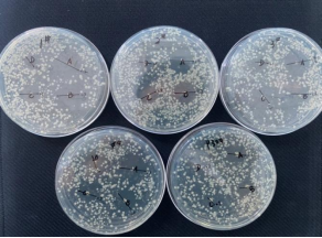 打孔法實驗圖片1/2