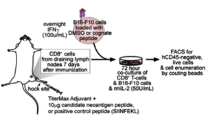 Cell發(fā)文提出腫瘤治療新方向：藥物干預RNA剪接可增強腫瘤免疫