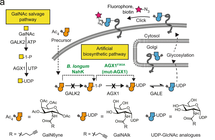 用于化學(xué)標記UDP-GalNAc/GlcNAc類似物的人工生物合成途徑的開發(fā)